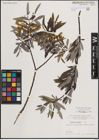 Foto von Salix eleagnos Scop.